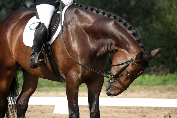 Коричневий спорт кінь портрет під час тесту виїздки — стокове фото