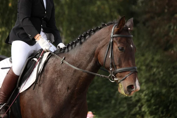 Portrait de cheval de sport brun pendant le test de dressage — Photo