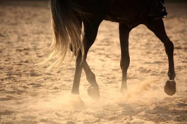 Trotting via gambe di cavallo da vicino Fotografia Stock