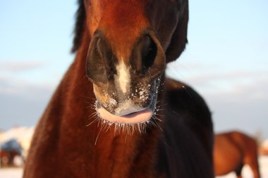 kahverengi at burnunu kapat