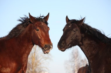 İki at şakacı birlikte mücadele