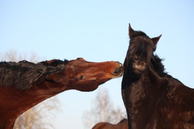 İki at şakacı birlikte mücadele