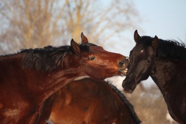 İki at şakacı birlikte mücadele