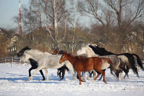 Troupeau de chevaux courant en hiver — Photo