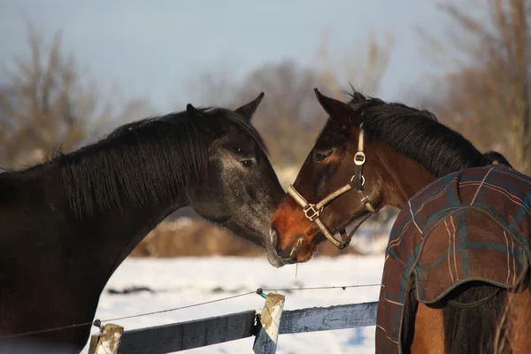 Dos caballos marrones juguetoneando unos a otros — Foto de Stock