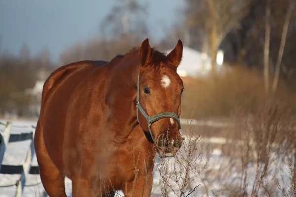 Chestnut horse portrait eating bushes — Stock Photo, Image