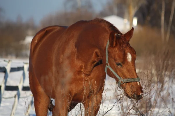 Kaštanový kůň portrét jedení keřů — Stock fotografie