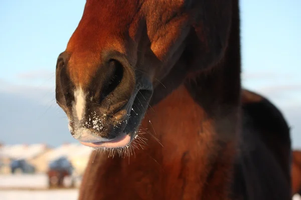 Close up de nariz de cavalo marrom — Fotografia de Stock