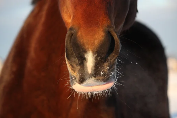 Close up de nariz de cavalo marrom — Fotografia de Stock