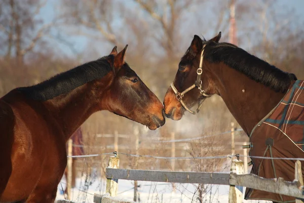 Två bruna hästar lekfullt nuzzling varandra — Stockfoto