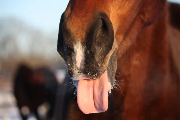 Närbild på brun häst näsa — Stockfoto