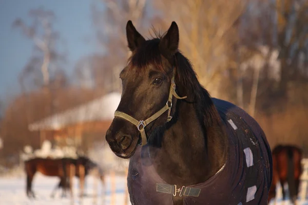 Černý kůň v teplý koberec v zimě — Stock fotografie