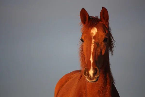 Portret van jonge kastanje veulen — Stockfoto