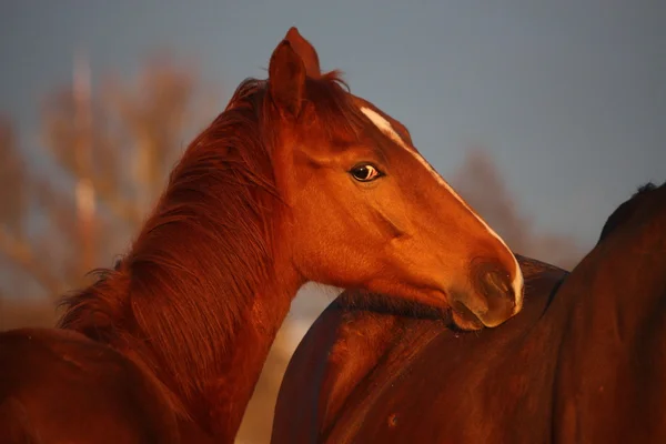 Πορτρέτο των νέων foal καστανιάς — Φωτογραφία Αρχείου