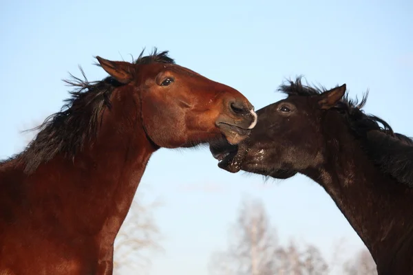 Two horses playfully fighting together — Stock Photo, Image