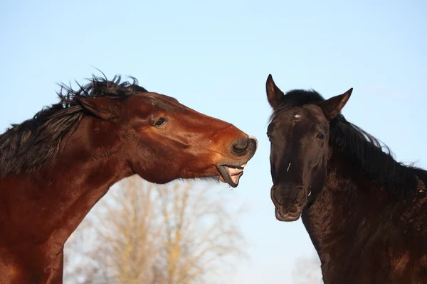 Dos caballos juguetoneando juntos —  Fotos de Stock