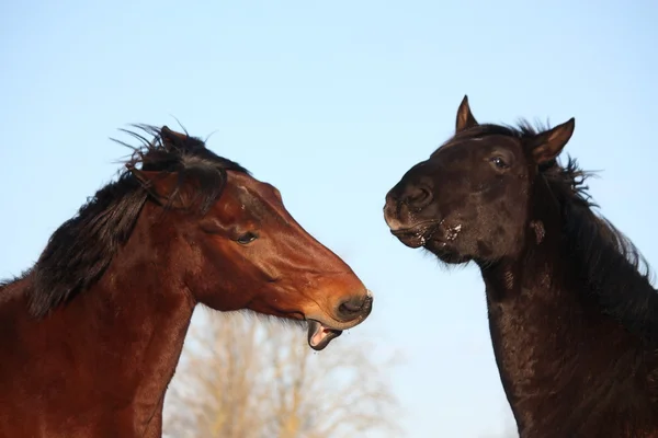 Two horses playfully fighting together — Stock Photo, Image