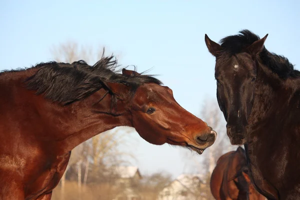 Two horses playfully fighting together — Stock Photo, Image