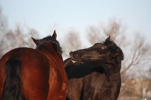 Zwei Pferde, die spielerisch miteinander kämpfen — Stockfoto
