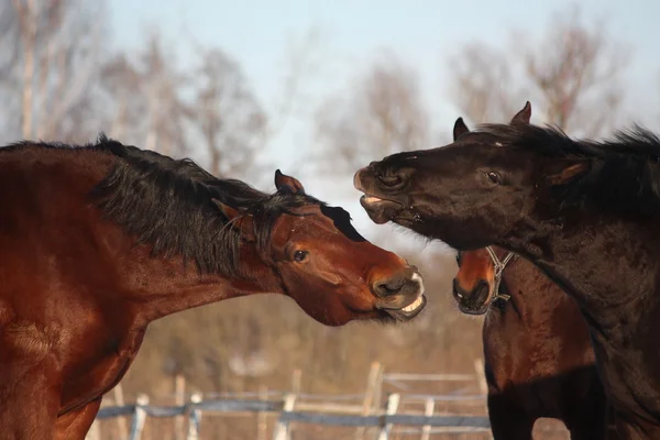 Two horses playfully fighting together — Stock Photo, Image