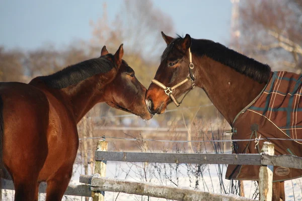 Two brown horses playfully nuzzling each other Stock Image