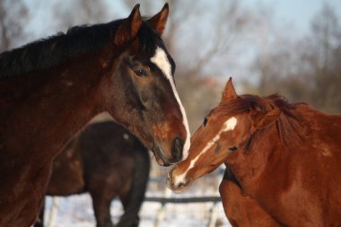 iki at birbirine sürtüyor
