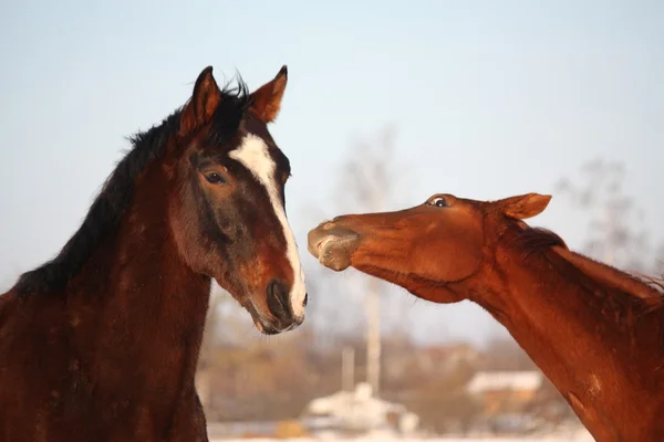 2 頭の馬に互いを聞き入った — ストック写真