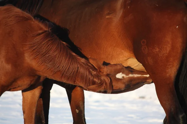 Castaño potro beber leche de su madre — Foto de Stock