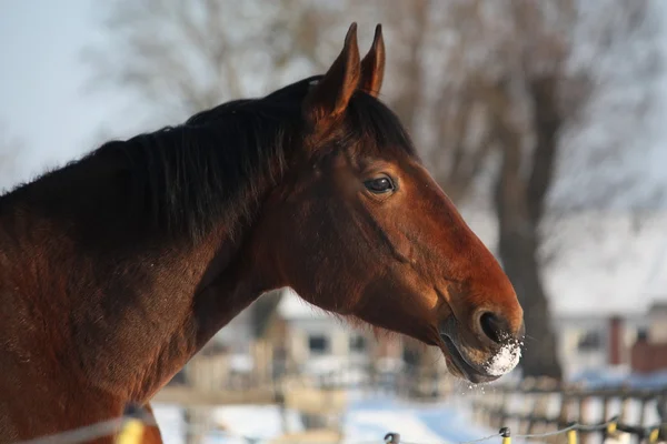 Retrato de caballo marrón en el pastizal estable —  Fotos de Stock