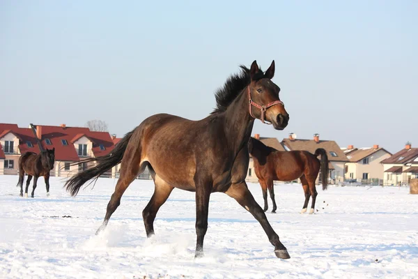 Stado koni jazdy w zimie — Zdjęcie stockowe