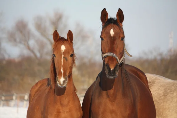 Chestnut foal and its mother portrait — Stock Photo, Image