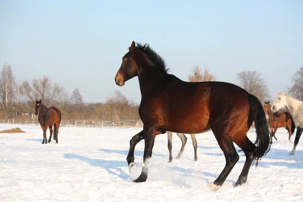 Kudde van paarden die gratis in de winter — Stockfoto