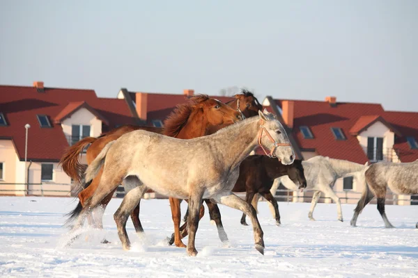 Manada de caballos corriendo libres en invierno —  Fotos de Stock