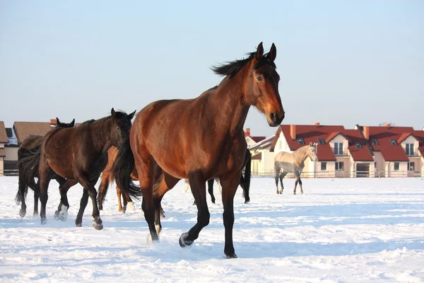 Manada de caballos corriendo libres en invierno —  Fotos de Stock