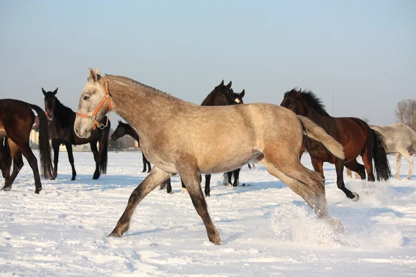 Manada de caballos corriendo libres en invierno —  Fotos de Stock