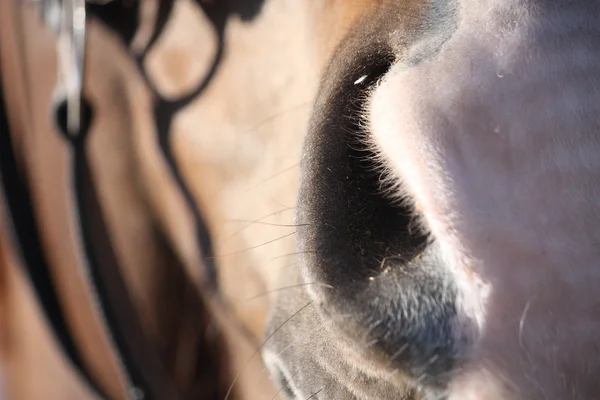 Close up of brown horse head — Stock Photo, Image