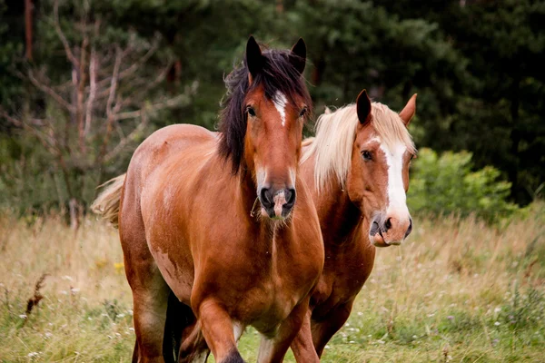 Porträtt av två hästar på bete tillsammans — Stockfoto