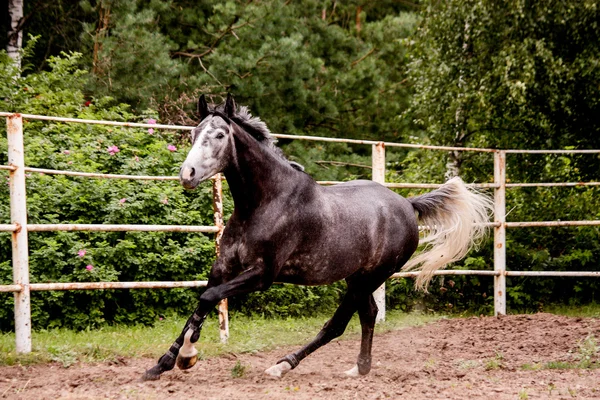 Cavalo cinza feliz correndo em paddock no verão — Fotografia de Stock