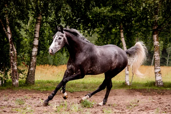 Feliz caballo gris corriendo libre en verano — Foto de Stock