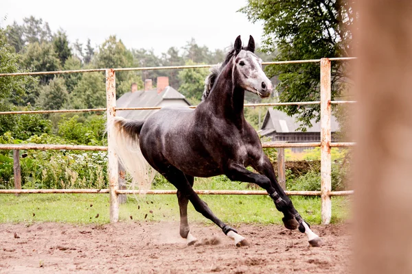 Happy šedé koně ve výběhu v létě — Stock fotografie