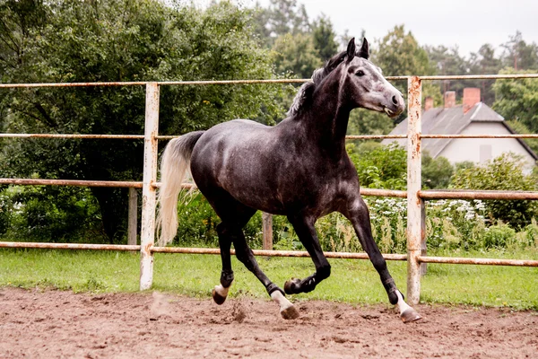 Boldog szürke ló fut a paddock, nyáron — Stock Fotó