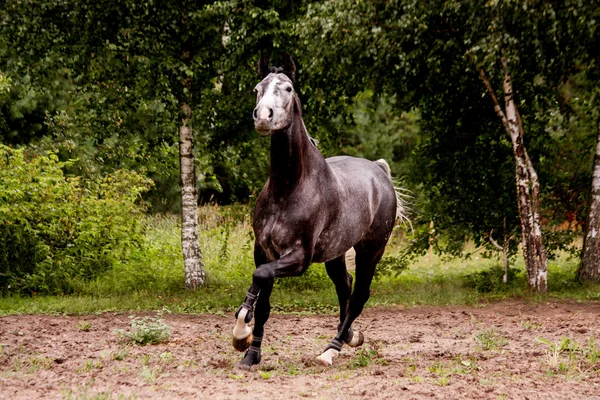 Feliz cavalo cinza correndo livre no verão — Fotografia de Stock