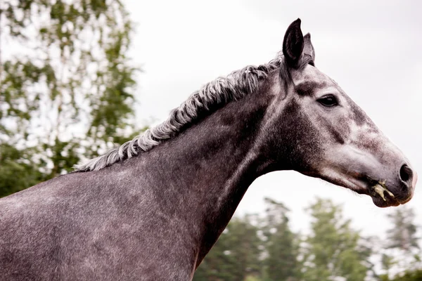 Ritratto grigio di cavallo in estate — Foto Stock