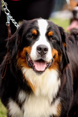 Mutlu Bernese dağ köpeği portresi