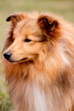 Çok güzel sığınak köpek portresi