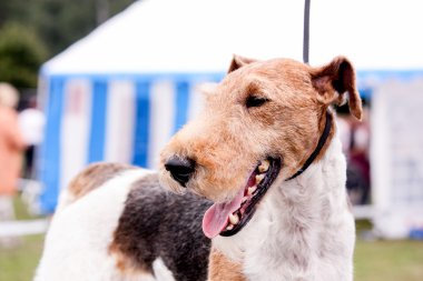 Mutlu tilki korkunç portresi