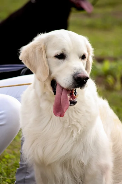 Potrait bílý Labradorský retrívr — Stock fotografie