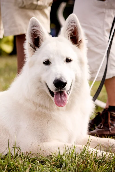 Portrait of white shepherd resting on the grass — Stock Photo, Image