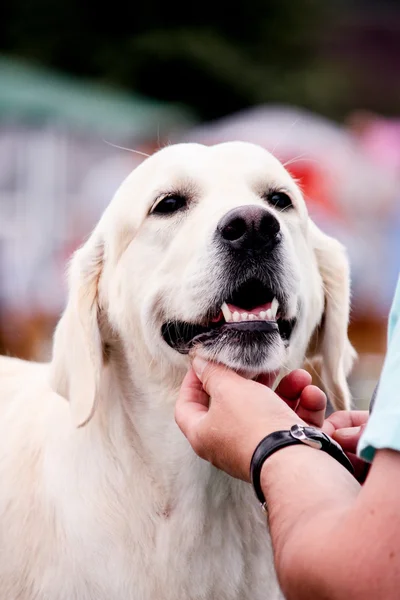 Potrait vit labrador retriever — Stockfoto