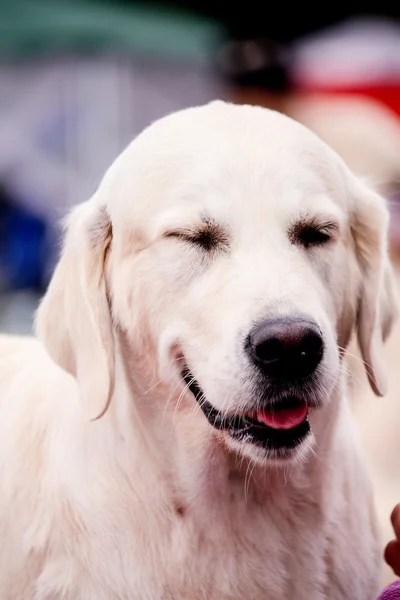 Potrait bílý Labradorský retrívr — Stock fotografie